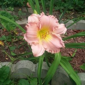 Meet your Posher, Patty